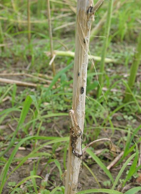 Sclerotinia sclerotiorum S. sclerotiorum występuje na całym świecie.