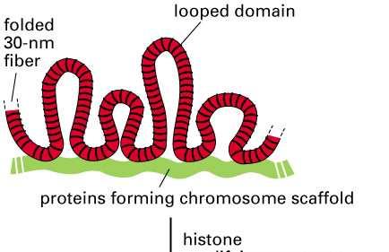 chromatyna w róŝnej formie skondensowania