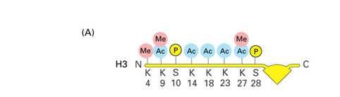 Dynamika upakowania DNA odwracalna modyfikacja ogonów histonowych (enzymy) zmiana