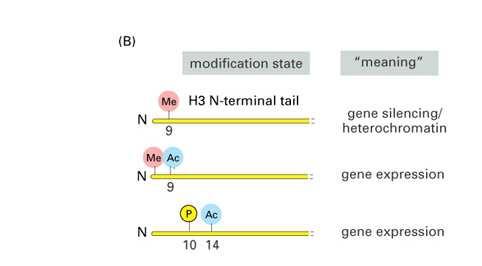 metylacja acetylacja fosforylacja (głównie lizyny, seryny) wyciszenie genu/