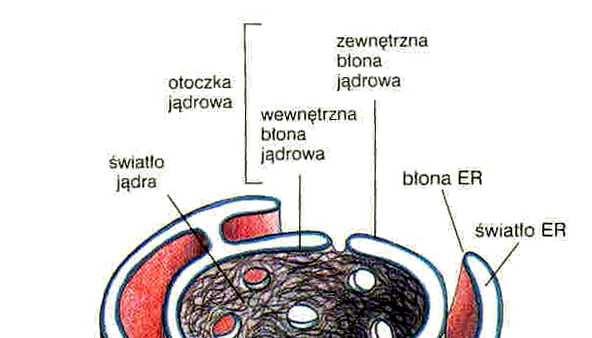 Otoczka