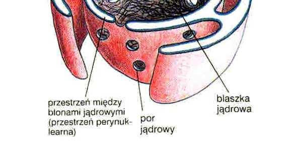 zew bł