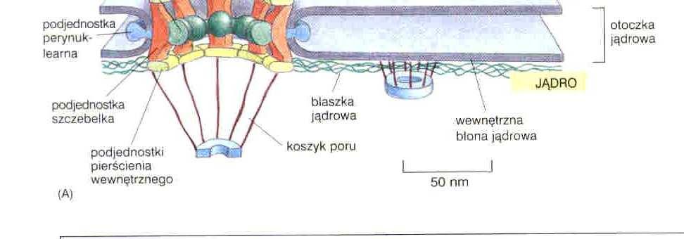 cytoplazmatyczny kanał centralny