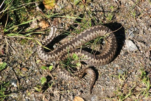 Żmija zygzakowata Vipera berus, Las Taczanowski, 5 X 2010 (fot. P. Paluszkiewicz). Photo 4.