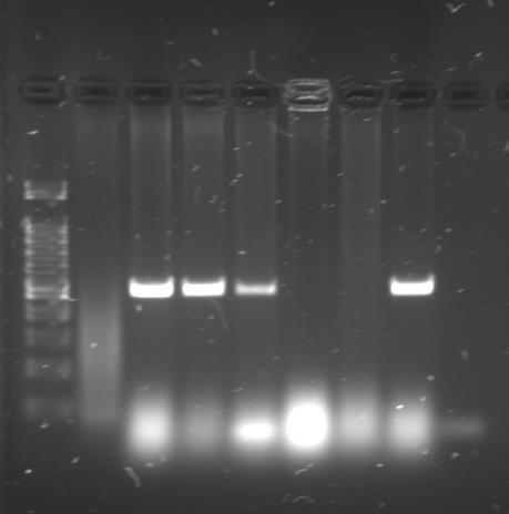 Wyniki badań M 1 2 3 4 5 6 7 Analiza produktu PCR cdna genu nadwrażliwości N w tytoniu Ścieżki: M- marker DNA 100 pz 1 odmiana