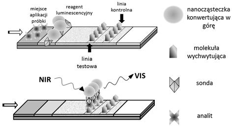 Biologiczne zastosowania nanoluminoforów domieszkowanych lantanowcami 419 Rysunek 8. Figure 8.