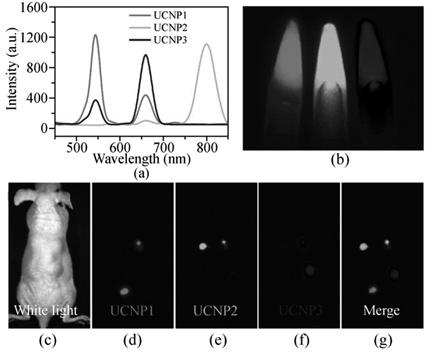 Biologiczne zastosowania nanoluminoforów domieszkowanych lantanowcami 429 nanoluminoforów. Dodatkowo, autorzy porównali czułość kropek kwantowych i nanoluminoforów w obrazowaniu in vivo.