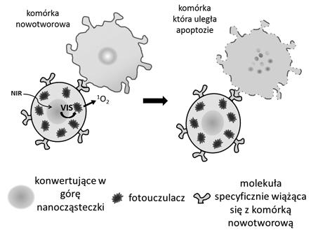 432 M. Misiak, K. Prorok, A. Bednarkiewicz (np. Fotofrin ), chlorofilu (np. Chlorin e6) lub prekursory fotouczulaczy (np.