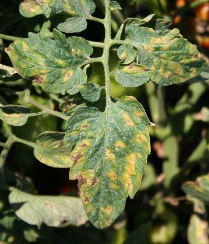 Tomato Powdery Mildew