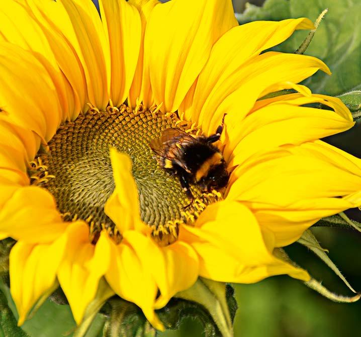 Kwiatowy raj z Lippstadt to sprawdzona mieszanka dla pszczół i motyli.