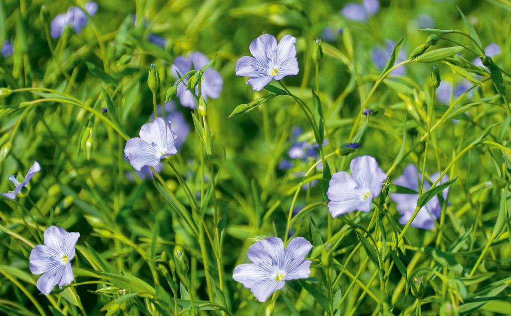 Mieszanki TOP-owe odmiany w TerraLife : Len oleisty LIRINA jest silnym i bujnym typem lnu oleistego z pięknymi błękitnymi kwiatami.
