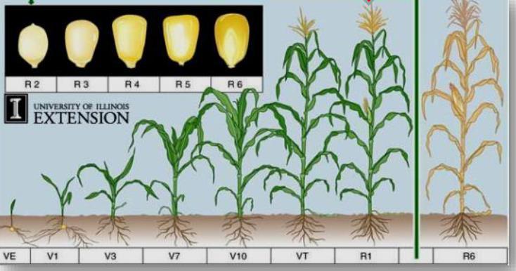 Gdy susza niska wartość pokarmowa pasz objętościowych Susza w okresie od wschodów do fazy V8 (8 liści; koniec maja-początek czerwca) zmniejsza wielkość rośliny i