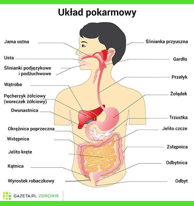 Ból brzucha u dzieci ma zwykle charakter czynnościowy, co oznacza, że szczegółowe badania i analizy laboratoryjne nie wykazują żadnych odchyleń, jednak ból o charakterze przewlekłym i nawracającym