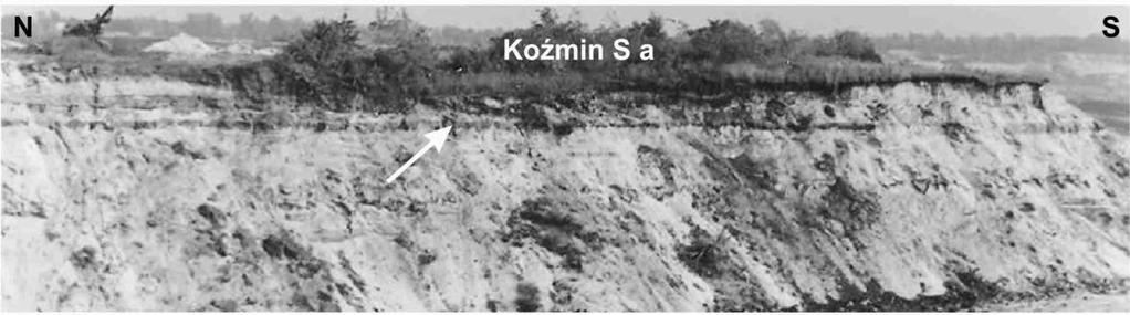 rozpoznanie w odkrywkach kopalnianych oraz w odkrywce testowej (Andrzejak 2012). fot. J.