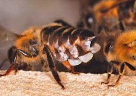 Gruczoły woskowe pszczół znajdują się na spodniej części odwłoka pszczoły robotnicy. Produkcja wosku zależy od jej wieku.