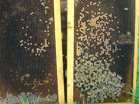 ) http://scientificbeekeeping.