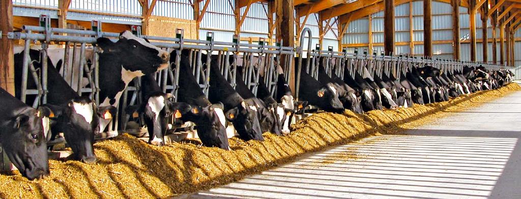 CZYSTA PASZA TO WIĘKSZY ZYSK Dochodowość produkcji zwierzęcej wypracowuje się już na etapie magazynowania paszy w silosach lub stodołach.