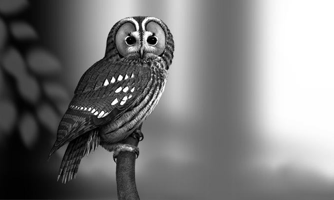 Ornis Polonica 2017, 58: 274 282 Sowy Strigiformes Białegostoku rozmieszczenie, liczebność i zmiany Adam Zbyryt, Edyta Kapowicz, Oliwier Myka, Michał Polakowski Abstrakt: Sowy Strigiformes należą do
