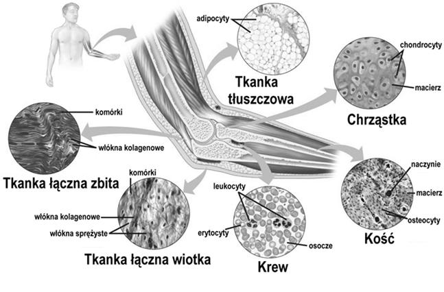 TKANKA ŁĄCZNA Funkcje tkanki łącznej Funkcja mechaniczna: łączenie, utrzymywanie i podpieranie komórek i ich zespołów w narządach Transport tlenu i