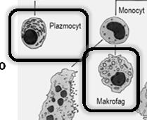 konstytutywna Pochodzenie: z komórek mezenchymatycznych (fibroblasty,
