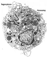 Fagocytoza: niespecyficzna specyficzna (immunofagocytoza) cienkie, wydłużone