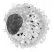komórki Hoffbauera łożysko komórki mikrogleju CSN synowiocyty A stawy osteoklasty * kość *specyficzne, odmienne od