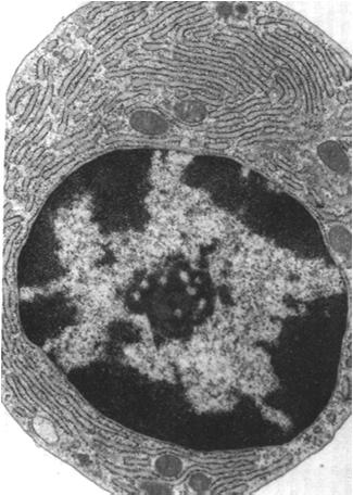 zasadochłonna cytoplazma siateczka szorstka aparat Golgiego egzocytoza konstytutywna Pochodzenie: limfocyty B