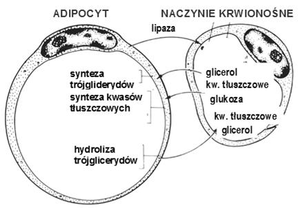 pojedyncza wielka kropla lipidowa otoczona siecią filamentów