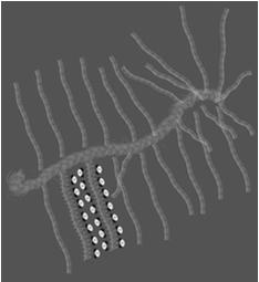 wyraźne sieć cienkich włókien kolagenowych typu II w substancji podstawowej dominuje