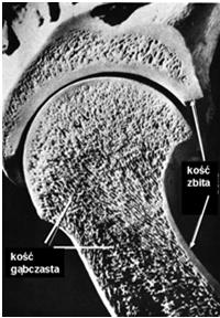 hydrolazowych) trawienie zewnątrzkomórkowe (4) endocytoza nadtrawionych fragmentów trawienie wewnątrzkomórkowe w