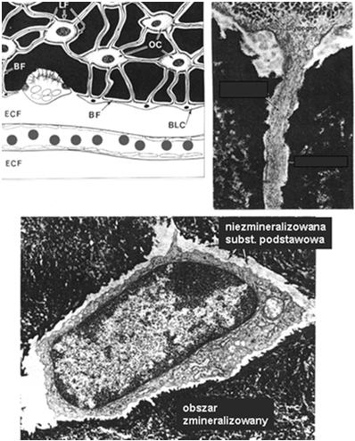 niezmineralizowane przestrzenie w substancji miedzykomórkowej: jamki i kanaliki kostne.