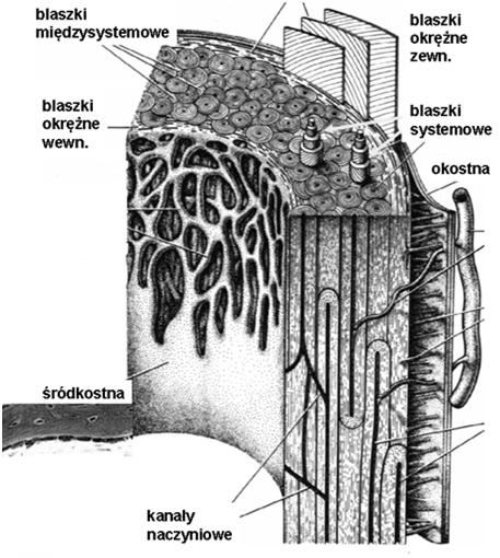 osteoblasty) wyścielająca wewnętrzne powierzchnie kości 1.