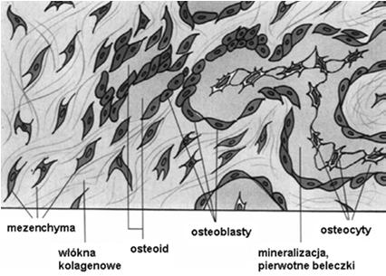 Rozpoczyna się mineralizacja, osteoblasty przekształcają się w osteocyty. 5.