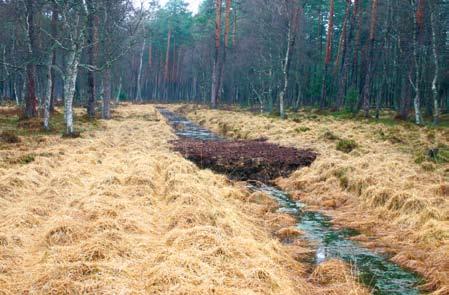 Stańko Fot. 62. Przegroda z torfu.