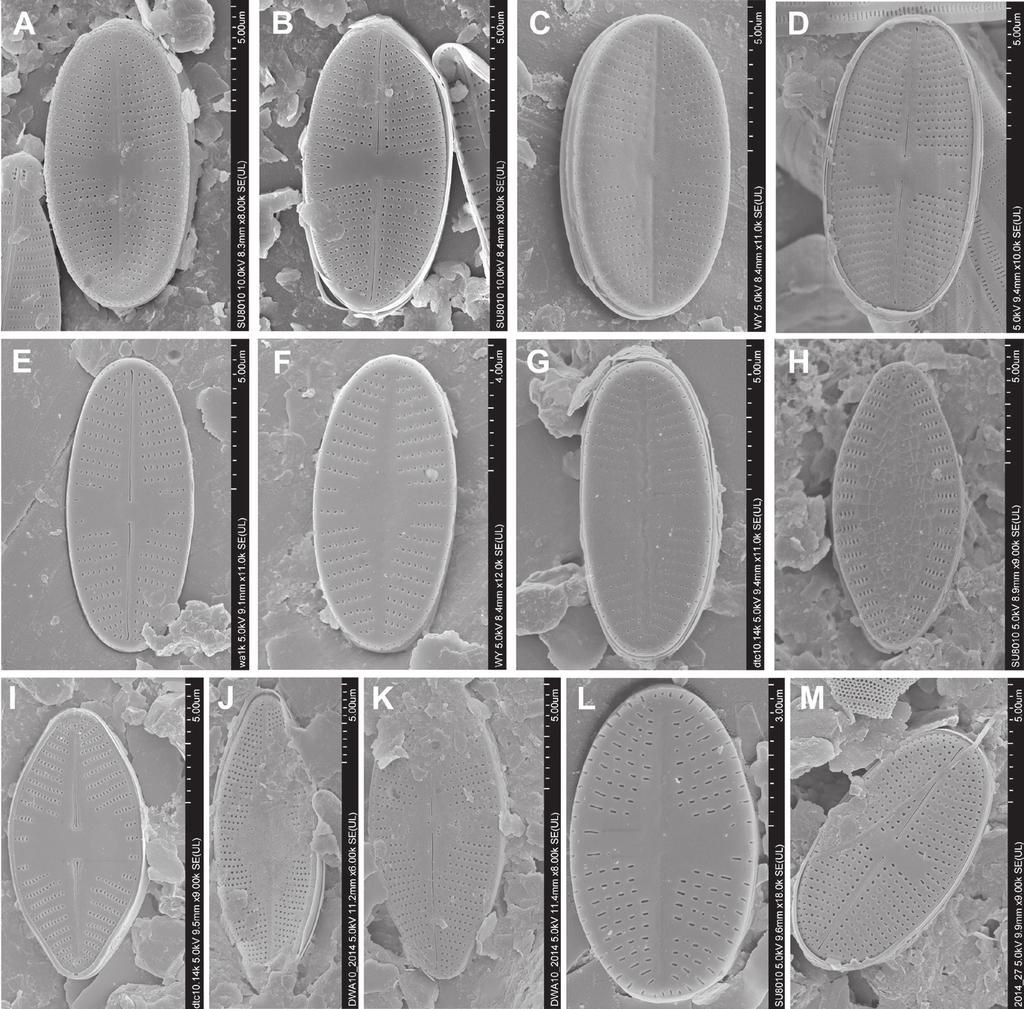 346 ROCZNIKI BIESZCZADZKIE 25 (2017) Ryc. 3./Fig. 3. Zdjęcia w SEM/SEM photograps: A, B Achnanthidium bioretii, C, D A.