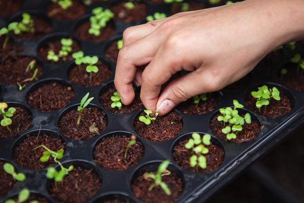 W rolnictwie konwencjonalnym, cele są inne: o energia kopalin o sterowanie określonymi uprawami o eksploatacja aż do degradacji o produkcja średniej jakości biologicznej o zła jakość przechowalnicza