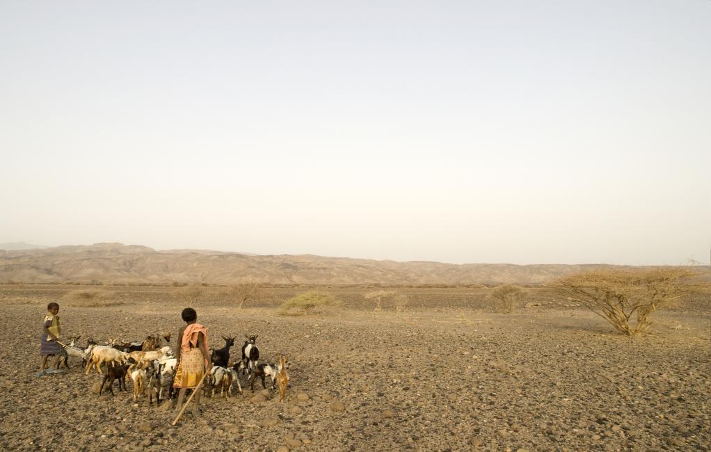 Etiopia niegdyś zielone pastwiska Okarey Af; wciąż cierpi po suszy w 2004r.