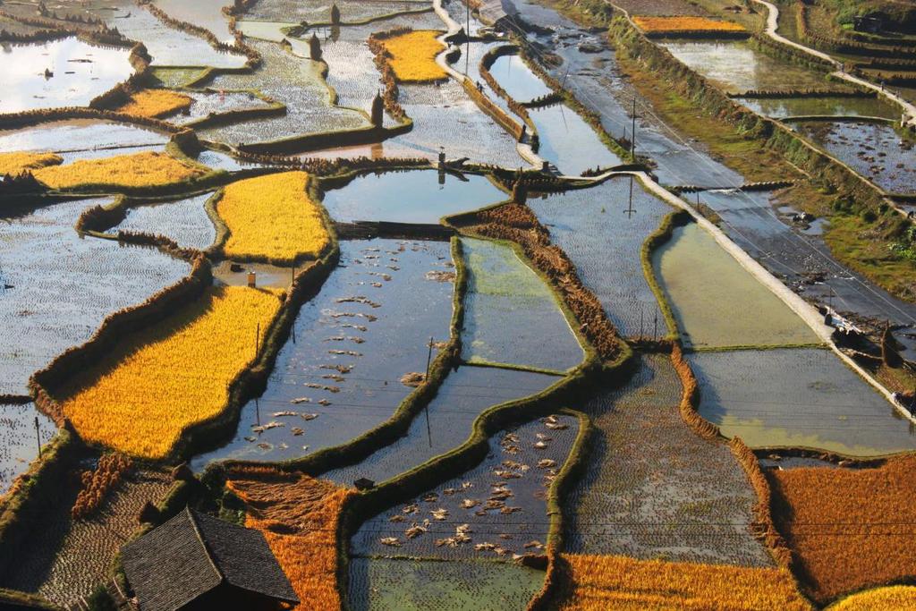 [22] Pola ryżowe, Xijiang (fot. A. Jaklewicz) O godz. 18.