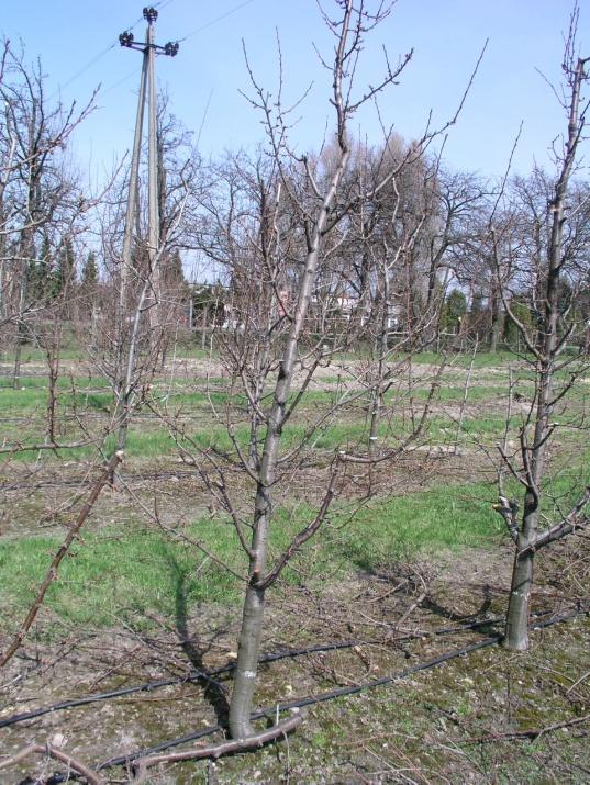 Typy wzrostu różnych odmian uprawnych śliwy. Intensywność wzrostu (wigor) drzew śliw zmienia się w zależności od odmiany. Cecha ta jest również silnie modyfikowana przez podkładkę.