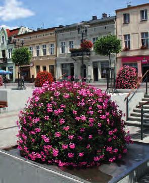 ar is 'R ed' peltat um V ille de P ar is 'Lilac' Pelargonia lilioworóżowa