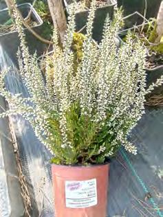 Brassica oleracea liście: Calluna Miscanthus