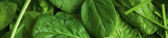 Komponuje się z: FRESH SPINACH Kolory są