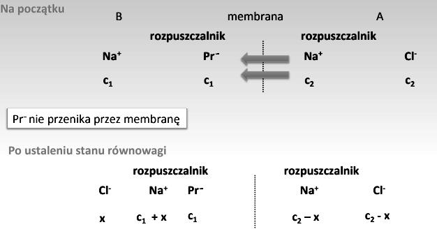 RÓWNOWAGA DONNANA Warunek