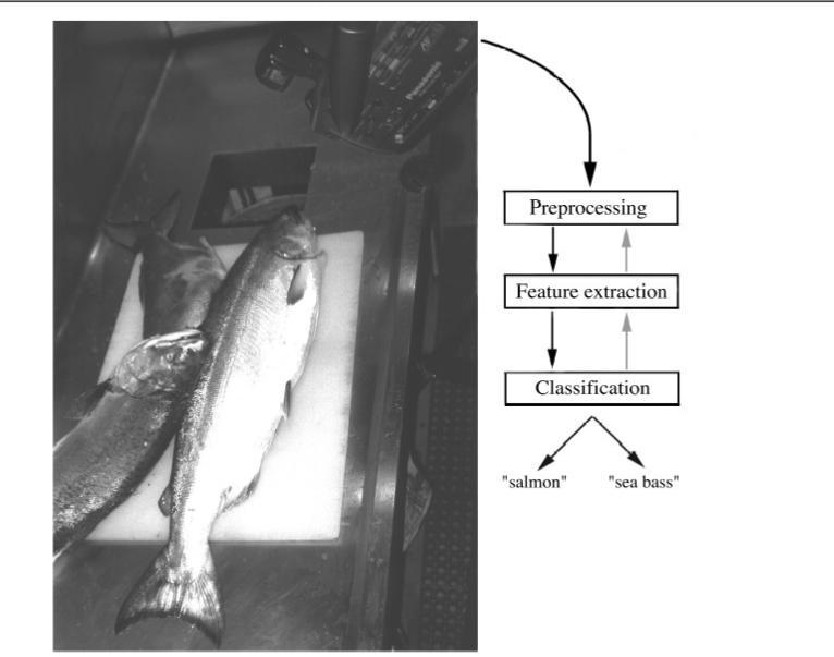 Rozpoznawanie wzorców - przykład Automatyczne sortowanie ryb: Łosoś