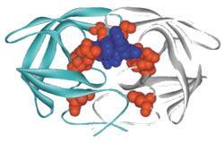 Proteaza HIV HIV Proteaza + Peptidyl inhibitor (1A8G.