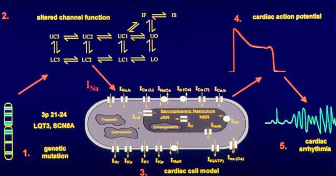 Model komórki miocytu hybrydowe modelowanie kanałów