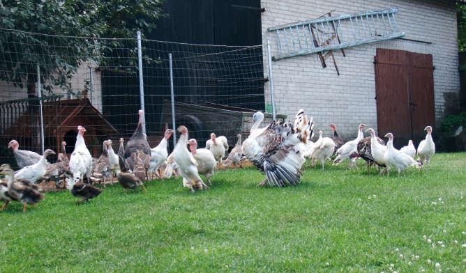 Most of them were previously commercial hens, which provided eggs and meat. Currently, they have lost their economic significance and are treated as decorative chickens.
