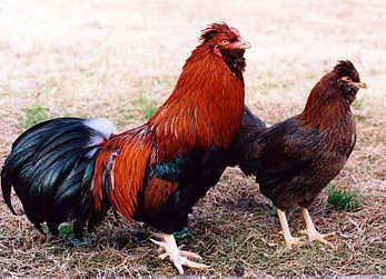 Houdan rooster and hen (https://www.