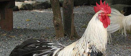 M. Różewicz i K. Kaszperuk Fot. 11. Kogut rasy shokoku Phot. 11. Shokoku rooster (https://www.domesticforest.com/shoukoku-chicken/) Fot. 12. Kogut rasy tomaru Phot. 12. Tomaru rooster (https://greenfirefarms.