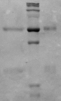 Obraz żelu poliakrylamidowego z wybarwionymi białkami (EZBlue Gel Staining Reagent Sigma): Obraz nitrocelulozy (Whatman) z uwidocznioną reakcją